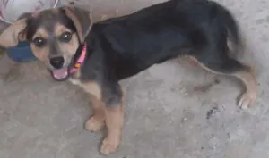 Cachorro raça Vira-lata idade 2 a 6 meses nome Nina