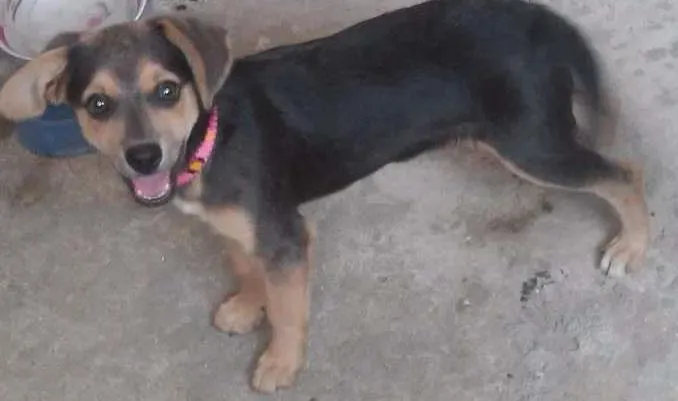 Cachorro ra a Vira-lata idade 2 a 6 meses nome Nina