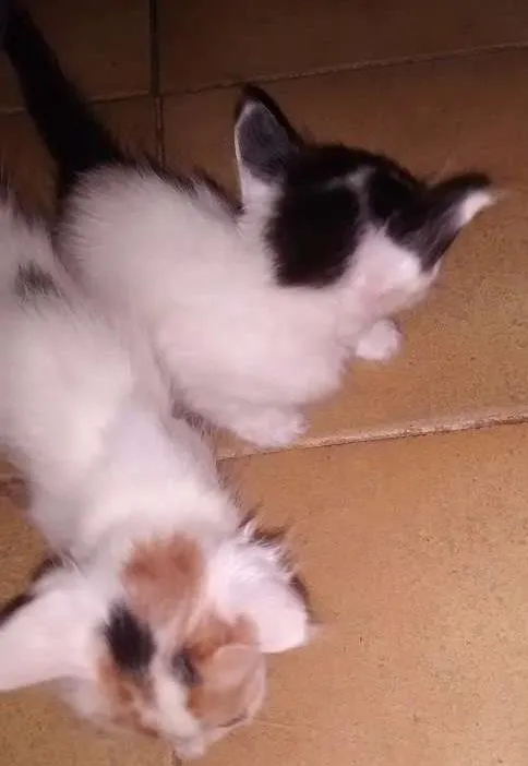 Gato ra a Não possuí idade 2 a 6 meses nome Lili e Bibi