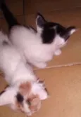 Lili e Bibi