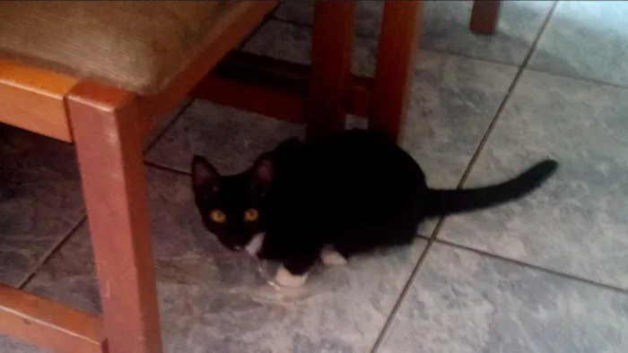 Gato ra a  idade 2 a 6 meses nome Jason e Clarice