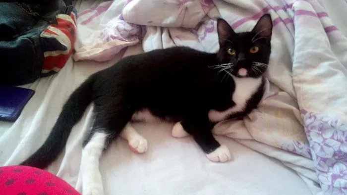 Gato ra a  idade 2 a 6 meses nome Jason e Clarice
