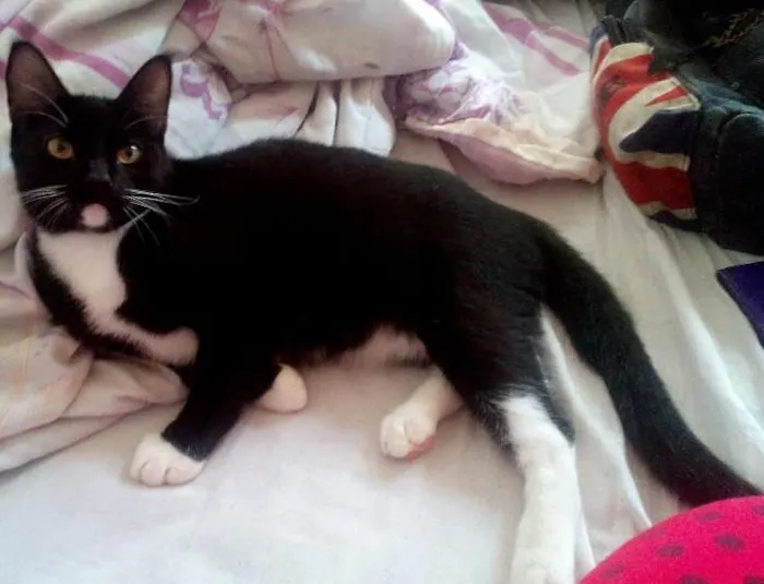 Gato ra a  idade 2 a 6 meses nome Jason e Clarice