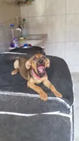Sapeca
