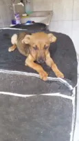 Sapeca
