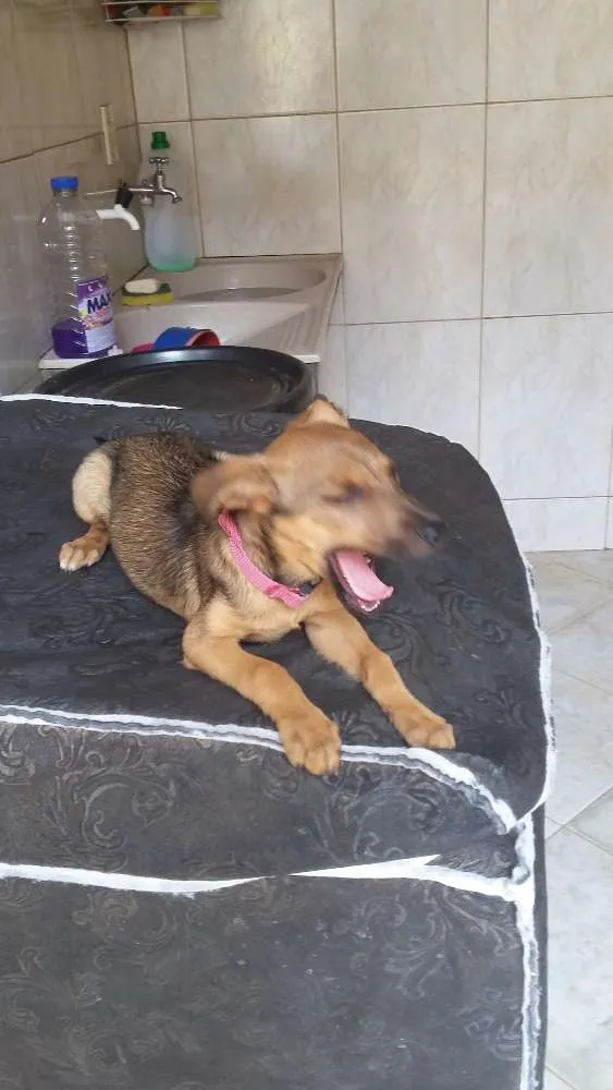 Cachorro ra a SRD idade Abaixo de 2 meses nome Sapeca