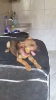 Sapeca