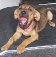 Sapeca