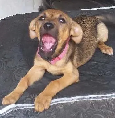 Cachorro ra a SRD idade Abaixo de 2 meses nome Sapeca