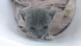 Mimi