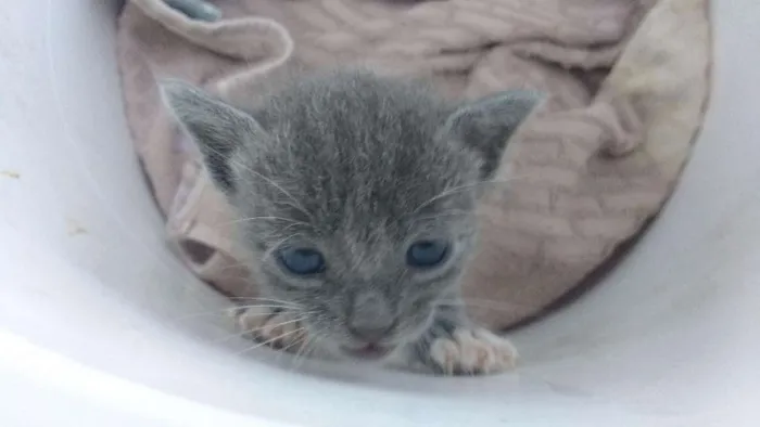 Gato raça  idade Abaixo de 2 meses nome Mimi
