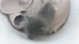 Mimi