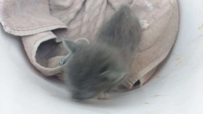 Gato raça  idade Abaixo de 2 meses nome Mimi