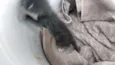 Mimi