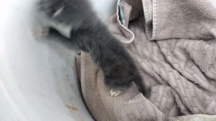 Gato raça  idade Abaixo de 2 meses nome Mimi