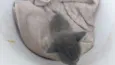 Mimi