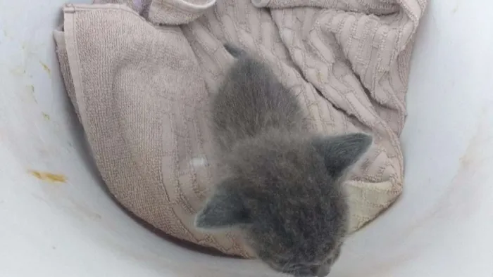 Gato raça  idade Abaixo de 2 meses nome Mimi