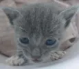 Mimi