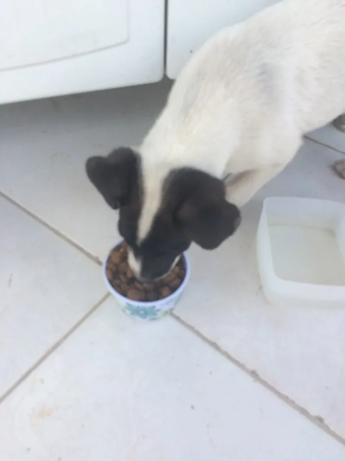 Cachorro ra a SRD idade  nome Pipi