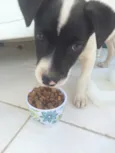 Pipi