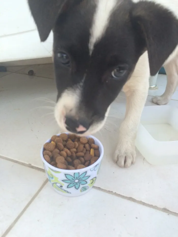 Cachorro ra a SRD idade  nome Pipi