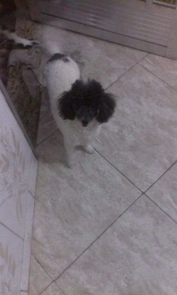 Cachorro ra a Poodle idade 4 anos nome Katarina