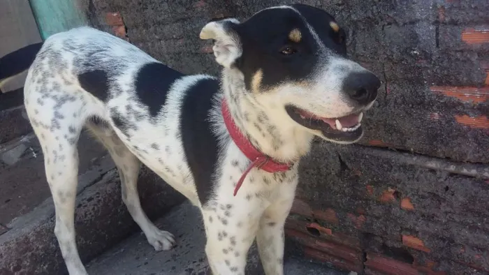 Cachorro ra a Pastor alemão com dálmatas  idade 7 a 11 meses nome Breno