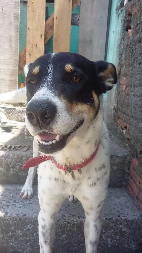 Cachorro ra a Pastor alemão com dálmatas  idade 7 a 11 meses nome Breno