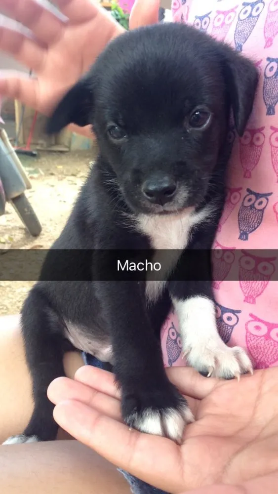 Cachorro raça Vira-latas idade Abaixo de 2 meses nome Sem nomes 