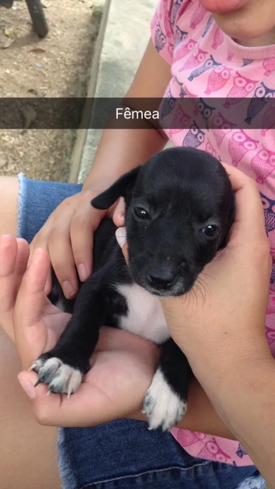 Cachorro raça Vira-latas idade Abaixo de 2 meses nome Sem nomes 