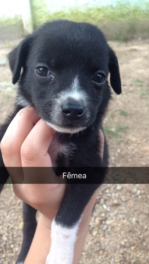 Cachorro raça Vira-latas idade Abaixo de 2 meses nome Sem nomes 