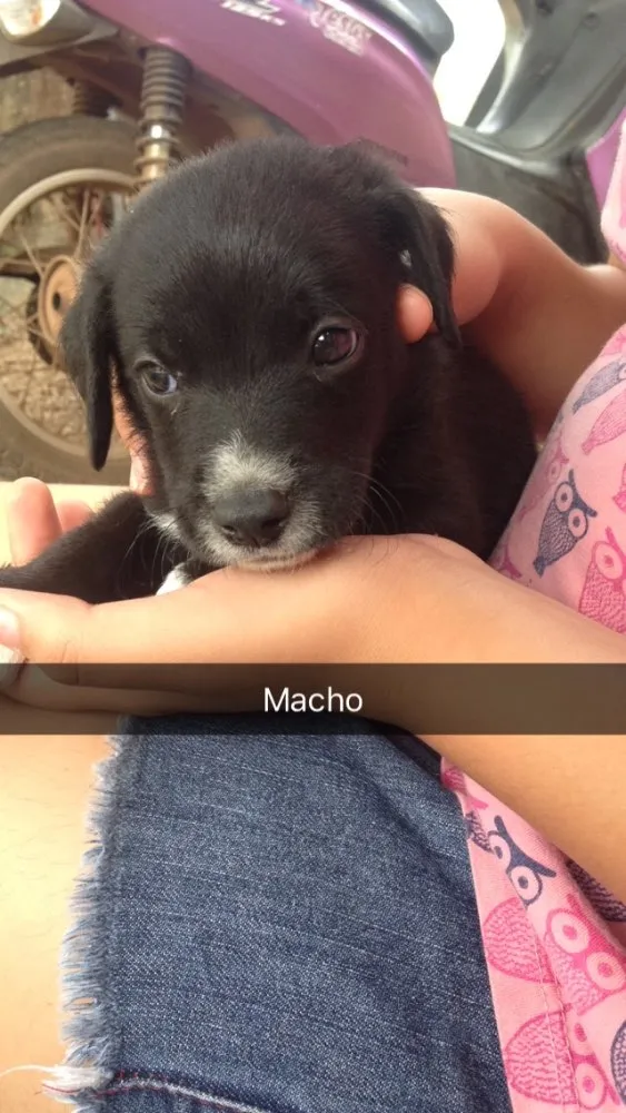Cachorro raça Vira-latas idade Abaixo de 2 meses nome Sem nomes 