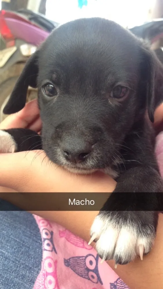 Cachorro raça Vira-latas idade Abaixo de 2 meses nome Sem nomes 
