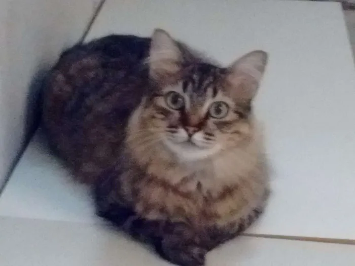 Gato ra a SRD idade 2 anos nome Mile