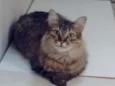 Mile