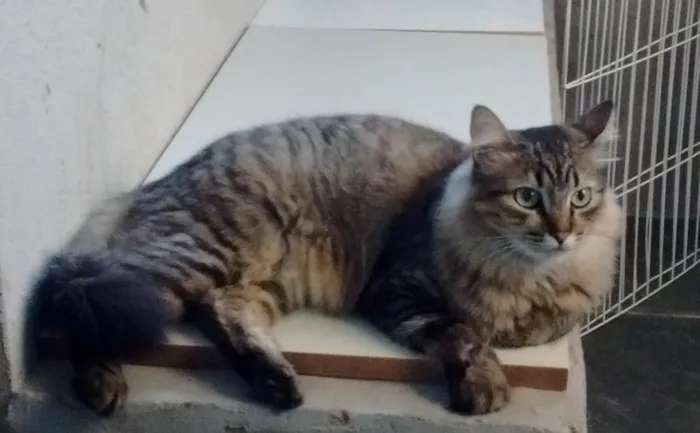Gato ra a SRD idade 2 anos nome Mile