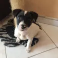 Pipi