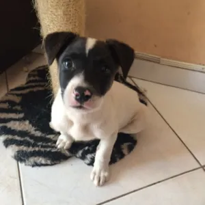 Cachorro raça SRD idade  nome Pipi