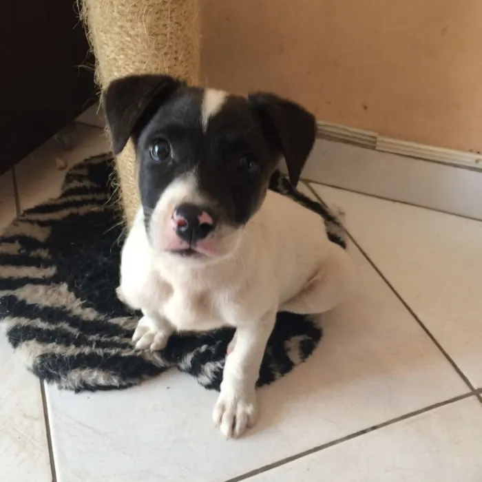 Cachorro ra a SRD idade  nome Pipi
