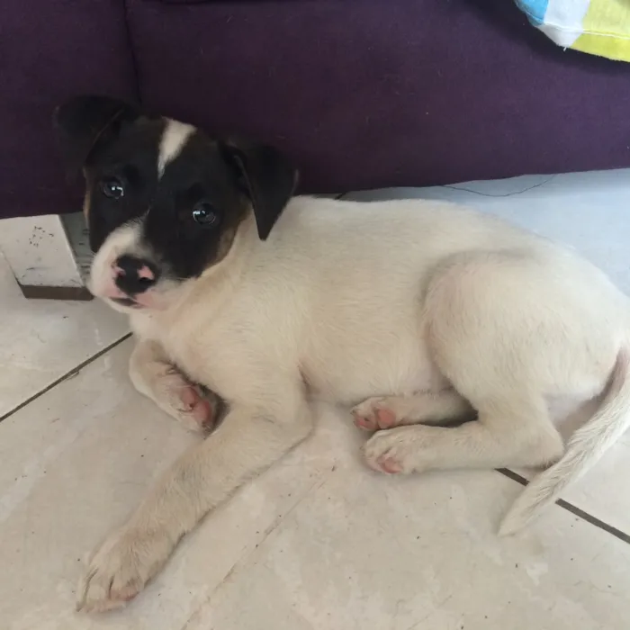 Cachorro ra a SRD idade  nome Pipi