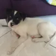 Pipi