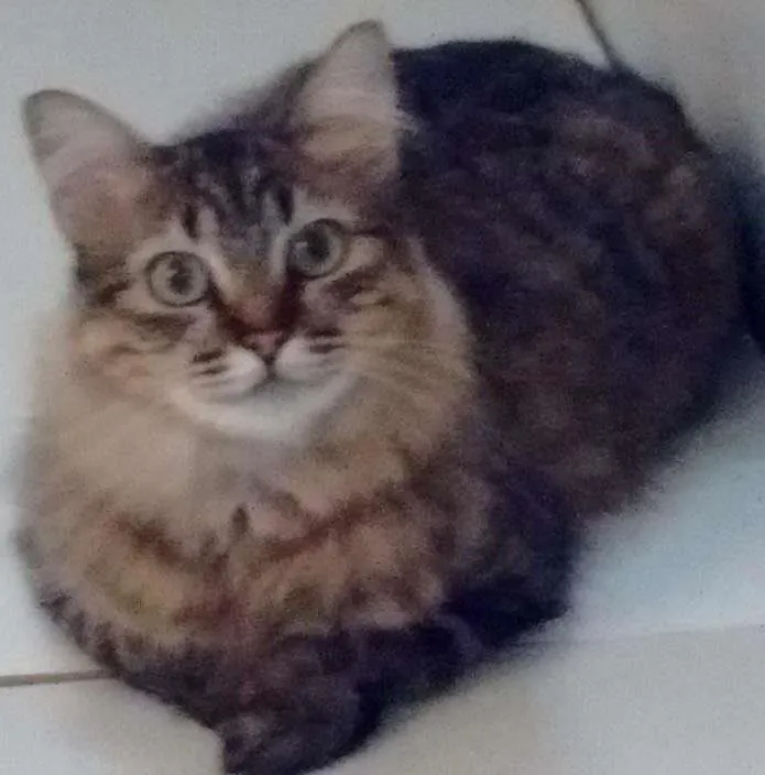 Gato ra a SRD idade 2 anos nome Mile