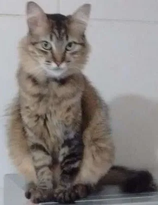 Gato ra a SRD idade 2 anos nome Mile