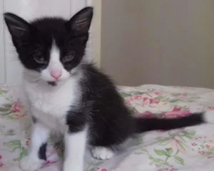 Gato raça SRD idade Abaixo de 2 meses nome sem nome