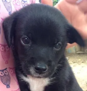 Cachorro raça Vira-latas idade Abaixo de 2 meses nome Sem nomes 