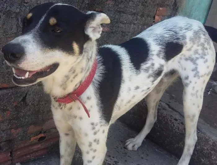 Cachorro ra a Pastor alemão com dálmatas  idade 7 a 11 meses nome Breno