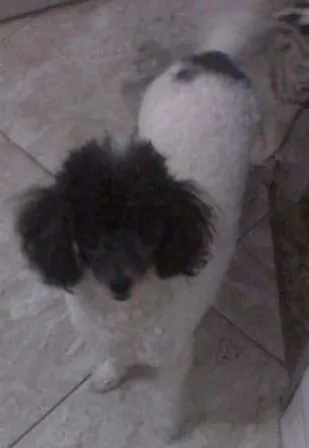 Cachorro ra a Poodle idade 4 anos nome Katarina