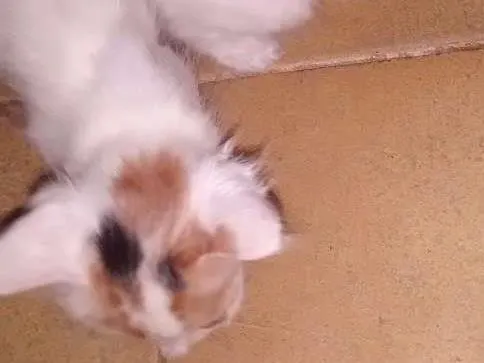Gato ra a Não possuí idade 2 a 6 meses nome Lili e Bibi