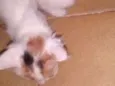 Lili e Bibi