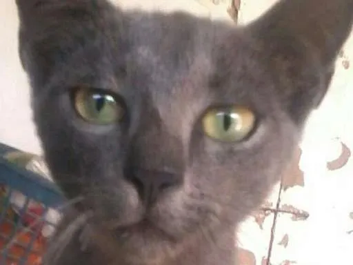 Gato ra a não sei a raça  idade 2 a 6 meses nome pretinha,Marlon,e e